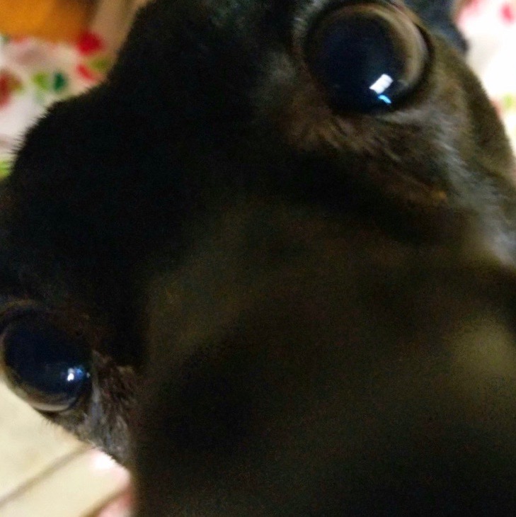 super closeup of black dog looking straight into camera